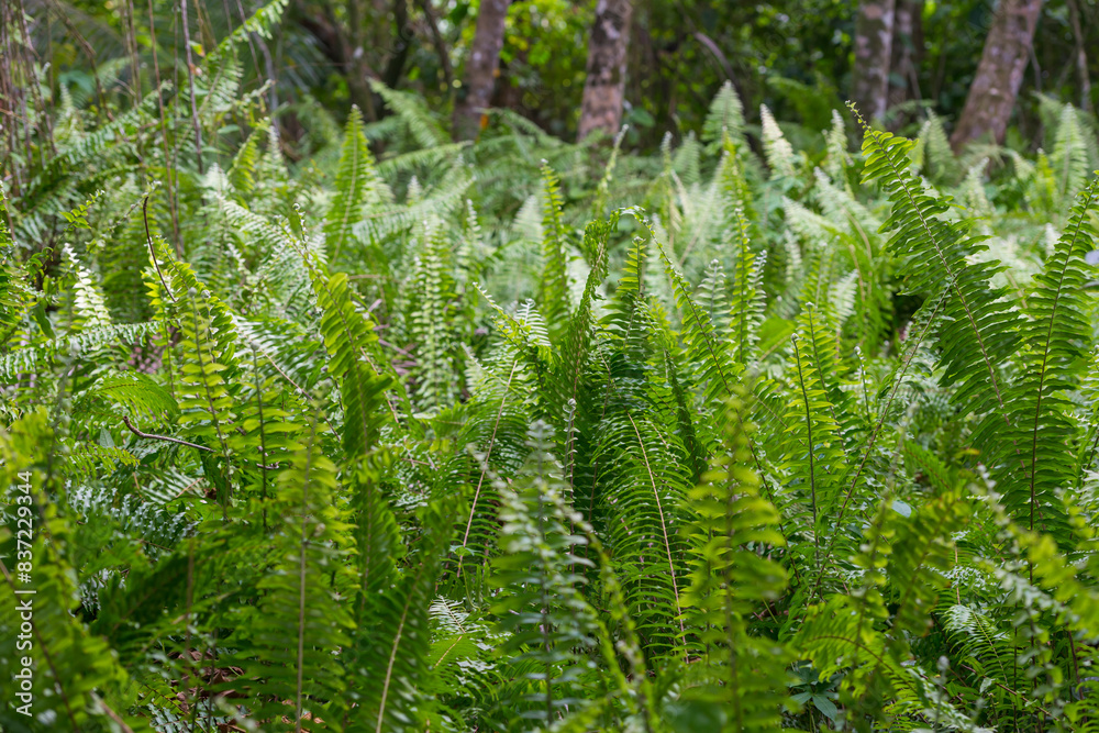the ferns in the forest are all different colored green and purple the ferns in the forest are all different colored green and purple