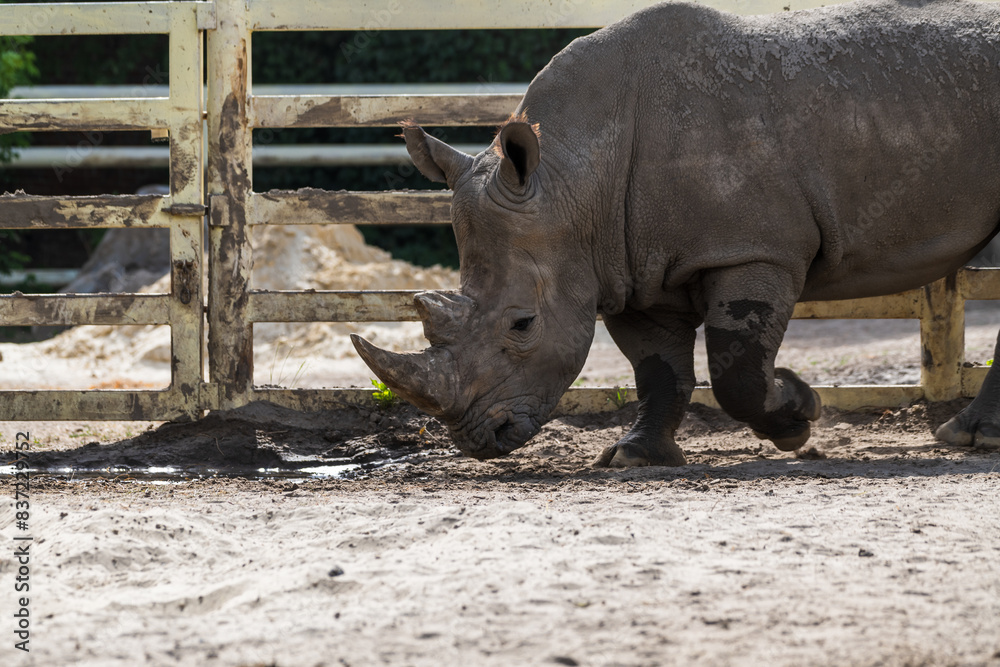 Fototapeta premium Side view of white rhinoceros (Ceratotherium simum, also known as white rhino) walking by fence in a sunny summer day. Soft focus. Animal wildlife reserve theme.