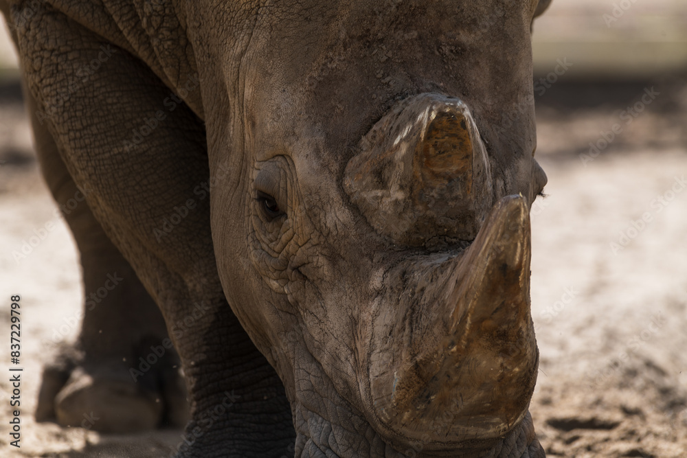 Fototapeta premium Close-up view of head of white rhinoceros (Ceratotherium simum, also known as white rhino) walking towards camera in a sunny summer day. Selective focus. Animal portrait theme.