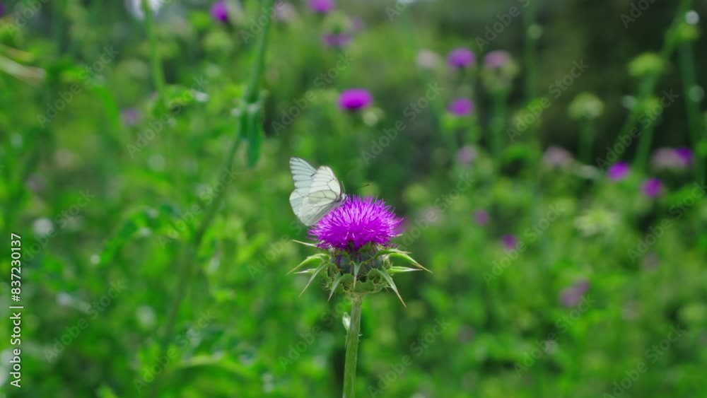 Vibrant Wildflower with Butterfly Vibrant Wildflower with Butterfly