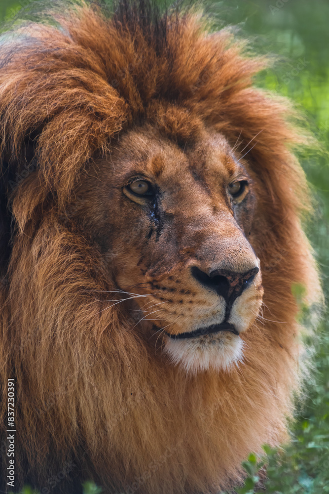 Close-up portrait of adult male lion with large brown mane and calm facial expression. Lion looks away. Soft focus. Animal portrait theme. Close-up portrait of adult male lion with large brown mane and calm facial expression. Lion looks away. Soft focus. Animal portrait theme.