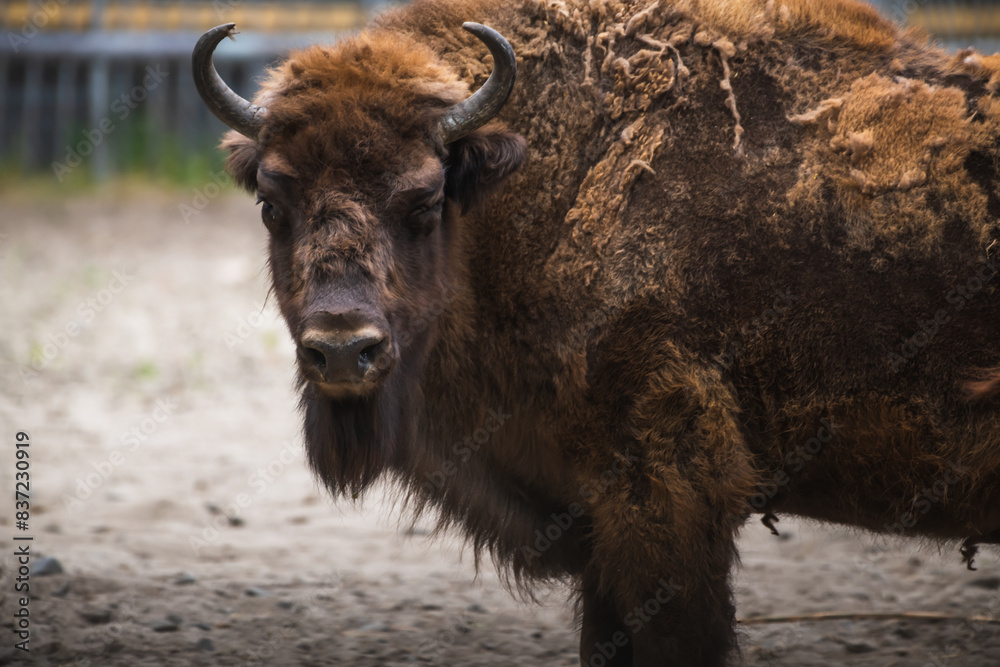 Close-up side view portrait of brown Bison bonasus (European bison, zubr or wisent) horned head during molting. Soft focus. Wildlife reintroduction theme. Close-up side view portrait of brown Bison bonasus (European bison, zubr or wisent) horned head during molting. Soft focus. Wildlife reintroduction theme.