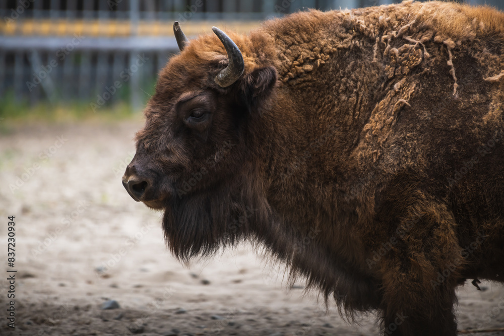 Close-up side view portrait of brown Bison bonasus (European bison, zubr or wisent) horned head during molting. Soft focus. Wildlife reintroduction theme. Close-up side view portrait of brown Bison bonasus (European bison, zubr or wisent) horned head during molting. Soft focus. Wildlife reintroduction theme.