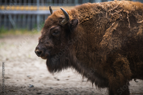 Close-up side view portrait of brown Bison bonasus (European bison, zubr or wisent) horned head during molting. Soft focus. Wildlife reintroduction theme. photo