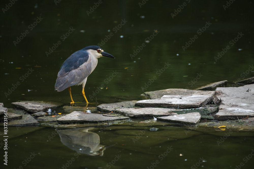Obraz premium Close-up side view of one beautiful adult Nycticorax nycticorax (Black-crowned night heron or night heron) walking on lake water next to stones and searching fish. Soft focus. Animal portraits theme.