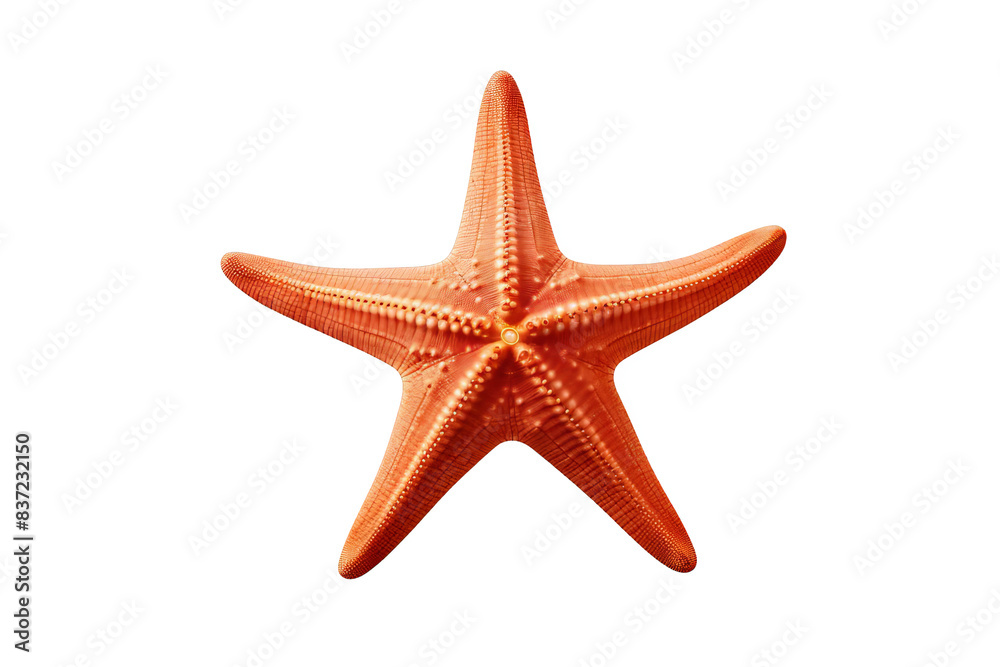 A close-up of a red starfish isolated on a black background. A close-up of a red starfish isolated on a black background.
