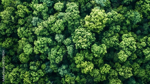 Aerial top view forest tree, Rainforest ecosystem and healthy environment concept and background, Texture of green tree forest view from above  © Emil