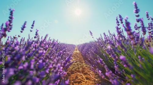Sunlit lavender rows under blue sky in countryside