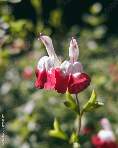 red and white flower with out of focus background