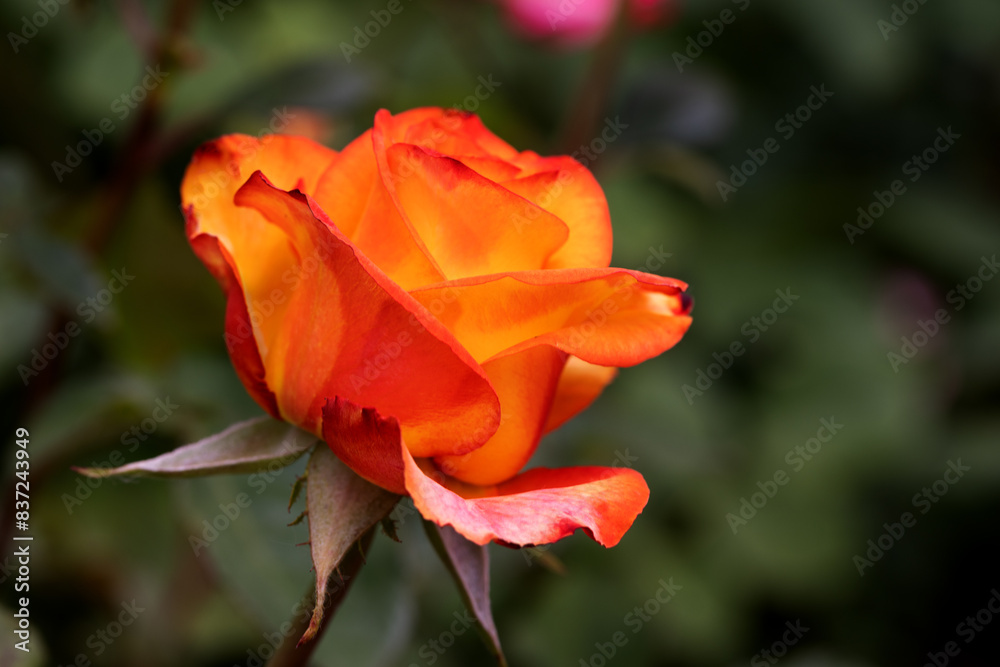 Red and white rose macro closeup. Rose is a flower of love, passion and romantic feelings. A symbolic flower for lovers, congratulations on the holiday and a declaration of love Red and white rose macro closeup. Rose is a flower of love, passion and romantic feelings. A symbolic flower for lovers, congratulations on the holiday and a declaration of love