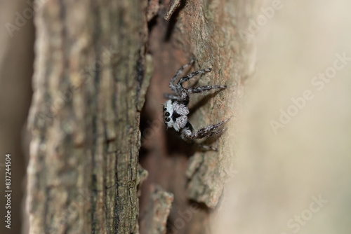 Tan Jumping Spider or Platycryptus undatus in tree bark photo