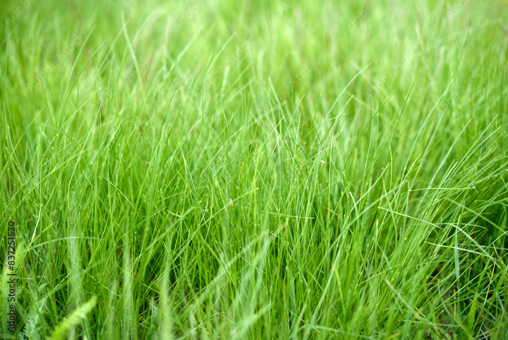 Green spring grass close-up. Green blades of grass in the sunlight in the garden. Green spring grass close-up. Green blades of grass in the sunlight in the garden.