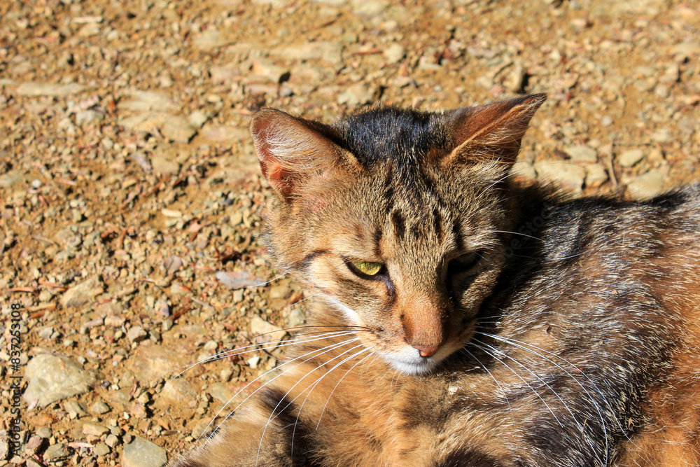 Portrait of a green-eyed cat lying on the brown ground, close-up Portrait of a green-eyed cat lying on the brown ground, close-up