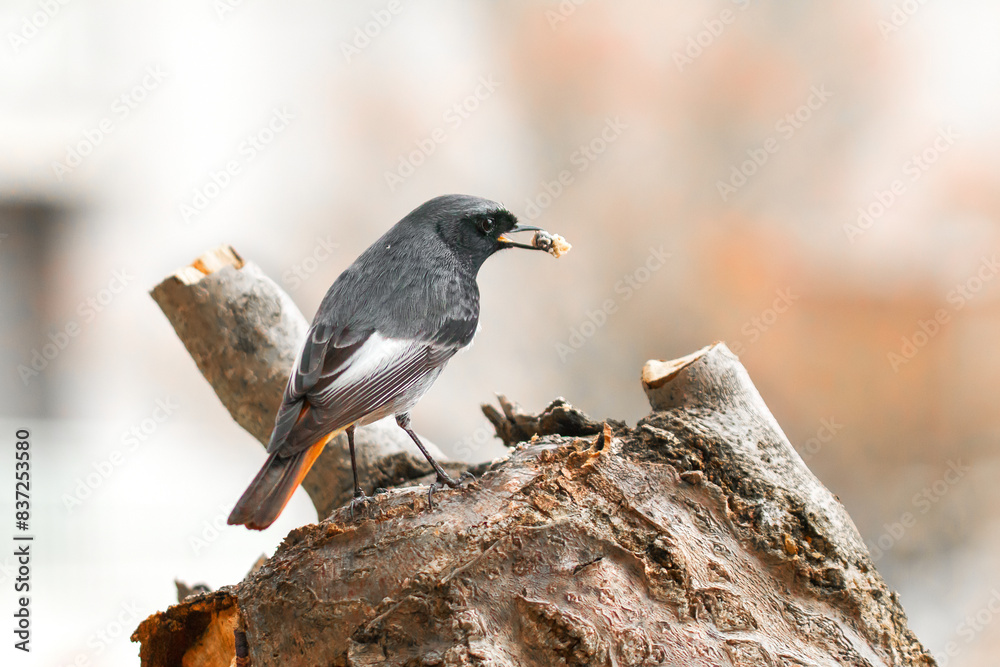 redstart resting on a trunk redstart resting on a trunk