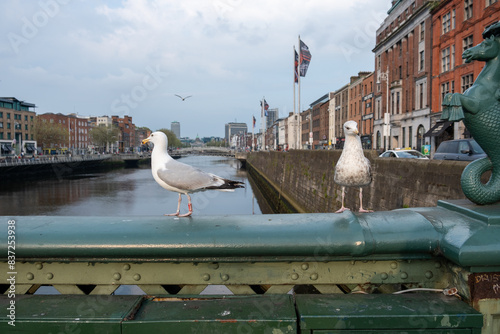 seagulls on a bridge over the Liffey Dublin Ireland  photo