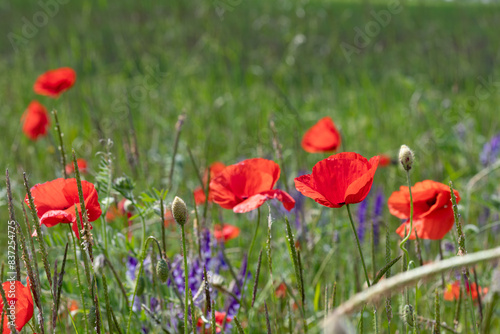 Poppies in a field in Germany