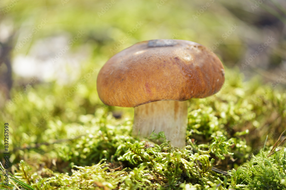 Edible mushroom in a forest on green background. Summer time Edible mushroom in a forest on green background. Summer time