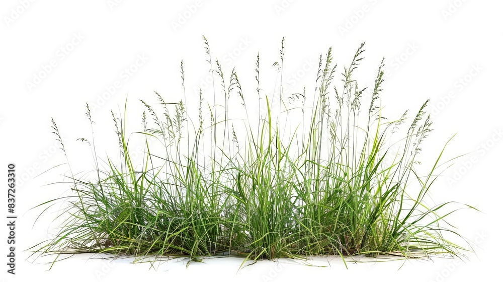 Growth Of Buffalo Grass Native Prairie Grass Known For Drought Growth Of Buffalo Grass Native Prairie Grass Known For Drought