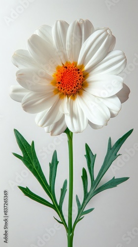 Shasta Daisy on white background. ai generated
