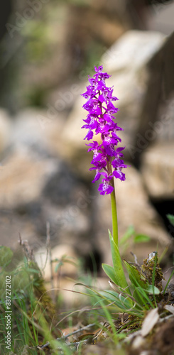 An endemic sardinian orchid, Orchis ichnusae; in the Early Purple group, purple flower in spring, Orchis ichnusae. Laconi, Sardinia Italy photo