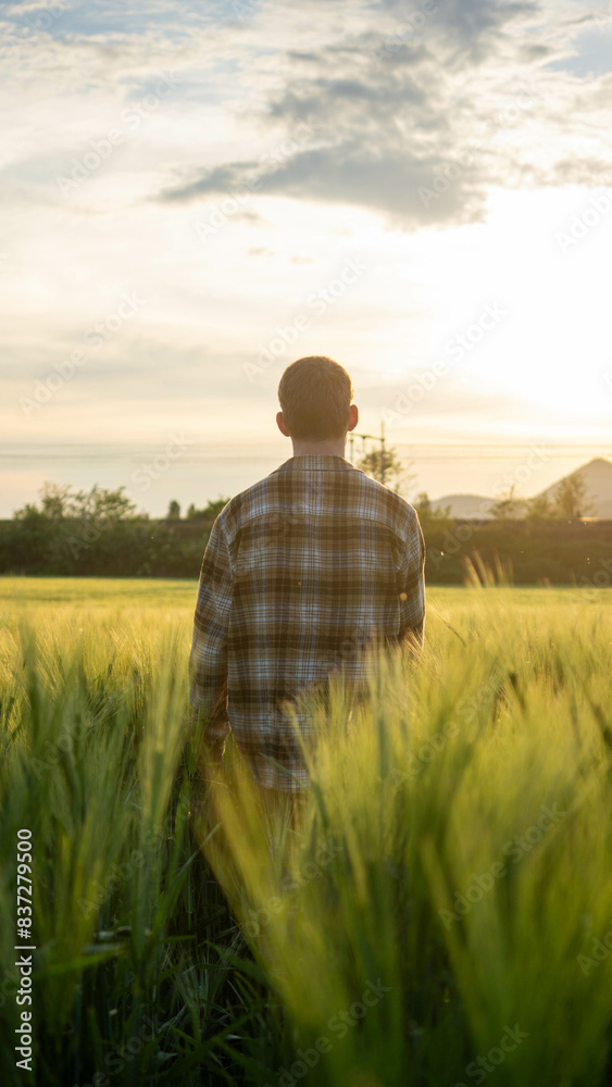 Boy standing in golden wheat field, golden hour (Colli Euganei) - Stock photo Boy standing in golden wheat field, golden hour (Colli Euganei) - Stock photo