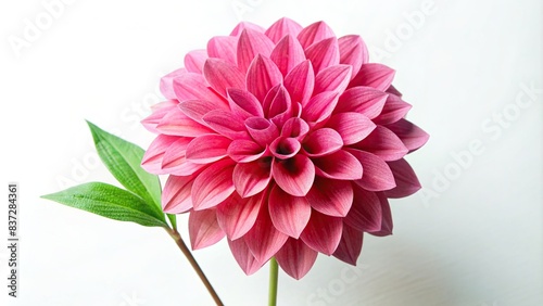 Isolated single paper flower dahlia made from crepe paper photo