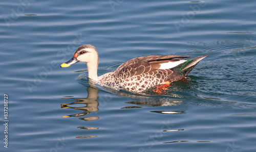 This beautiful image captures an Indian Spot-billed Duck gliding gracefully through tranquil wetlands. The duck's distinctive spotted bill and vibrant plumage are highlighted against the serene water, photo