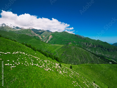  a flock of sheep on a green mountain grassy hill - - aerial photo from drone