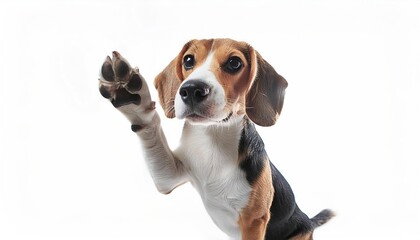 A cute little dog with brown, white, and black fur is wagging its tail and looking up at the camera. beagle raising one paw to give high five islolated on a white background