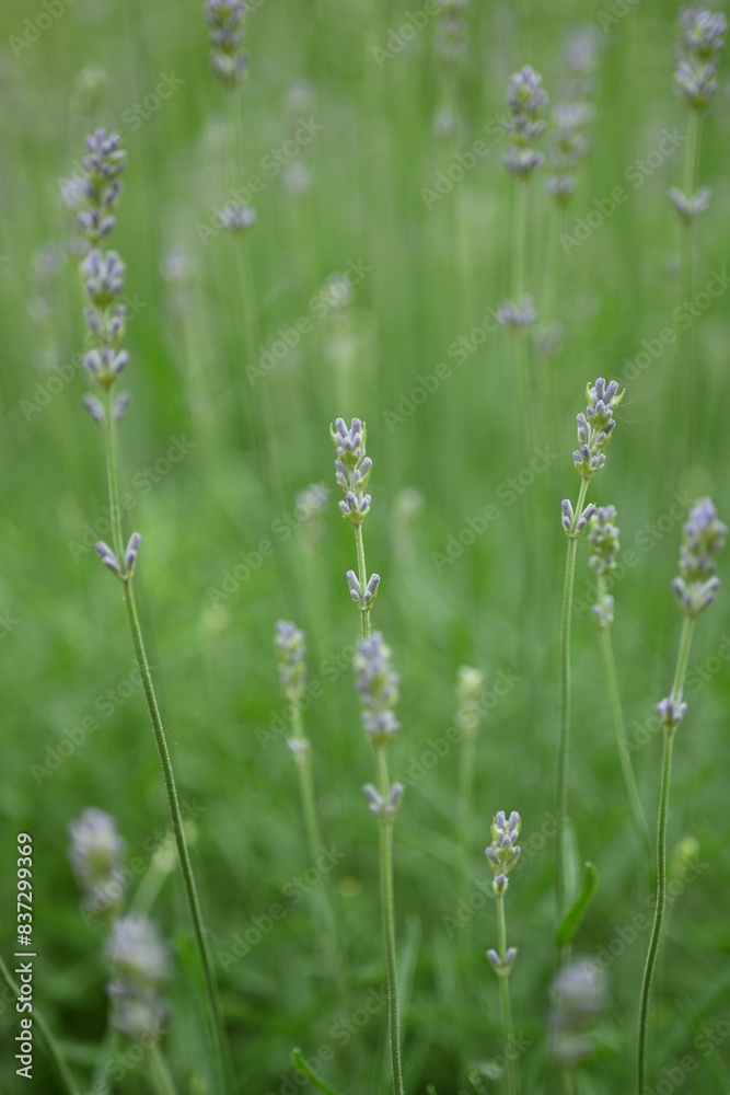 close-up lavender buds as background, green lavender bushes with flowers close-up lavender buds as background, green lavender bushes with flowers