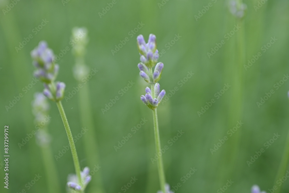 close-up lavender buds as background, green lavender bushes with flowers close-up lavender buds as background, green lavender bushes with flowers