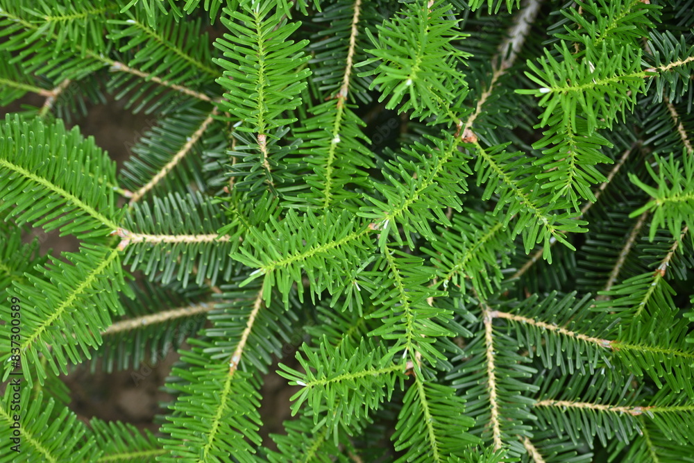 Obraz premium green branches of a Christmas tree as a background, green branches of a pine tree as a backdrop