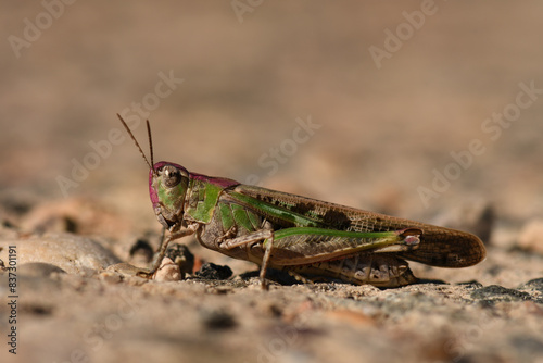 Grüne Strandschrecke