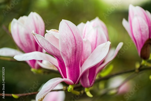 Pink magnolia blossom