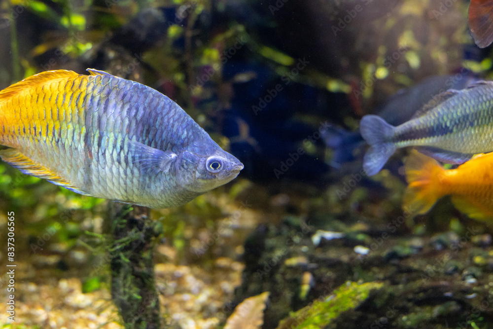 Fish in aquarium Fish in aquarium