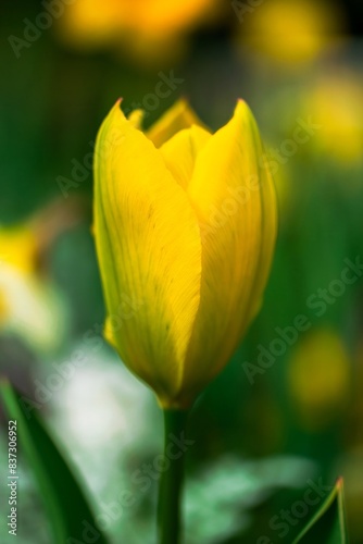 yellow tulip in the garden