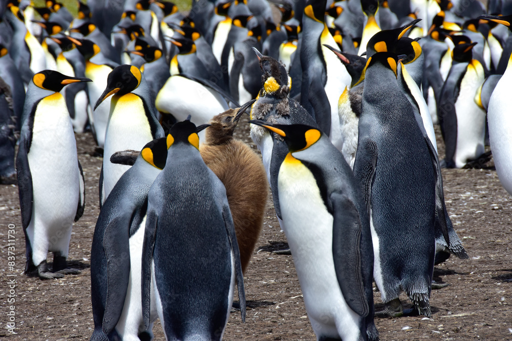 Obraz premium A young king penguin standing with his colony on the Falkland Islands.