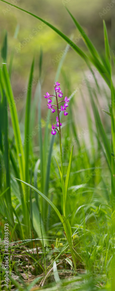 Lax-flowered Orchid, Loose-Flowered Orchid, Green-winged Meadow Orchid (Orchis laxiflora, Anacamptis laxiflora), inflorescence . Sardinia, Italy Lax-flowered Orchid, Loose-Flowered Orchid, Green-winged Meadow Orchid (Orchis laxiflora, Anacamptis laxiflora), inflorescence . Sardinia, Italy