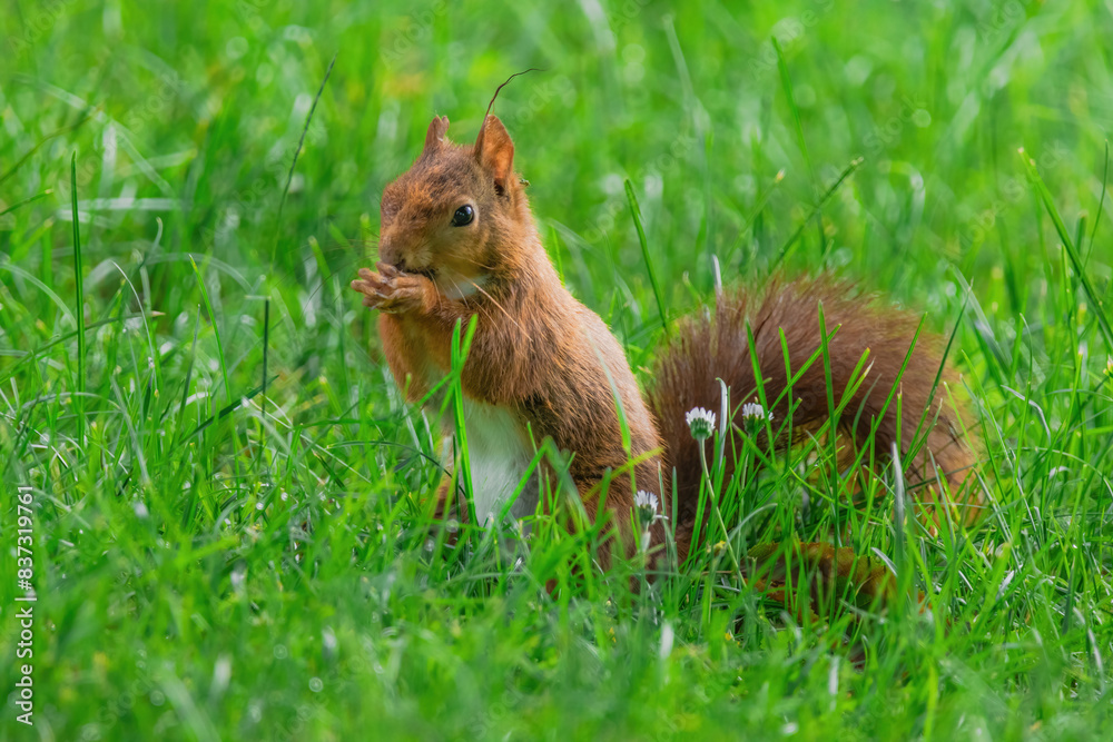 cute young squirrel playing on green meadow at park cute young squirrel playing on green meadow at park