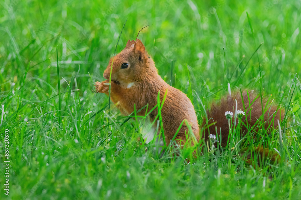 cute young squirrel playing on green meadow at park cute young squirrel playing on green meadow at park