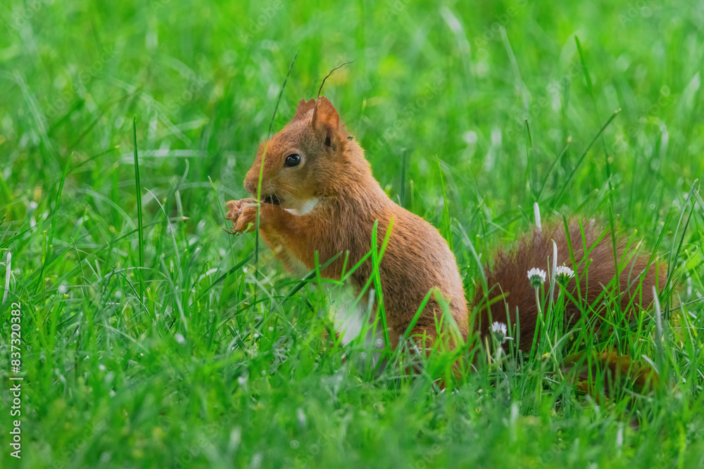 cute young squirrel playing on green meadow at park cute young squirrel playing on green meadow at park