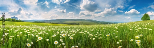 Beautiful spring and summer natural panoramic pastoral landscape with blooming field of daisies in the grass in the hilly countryside