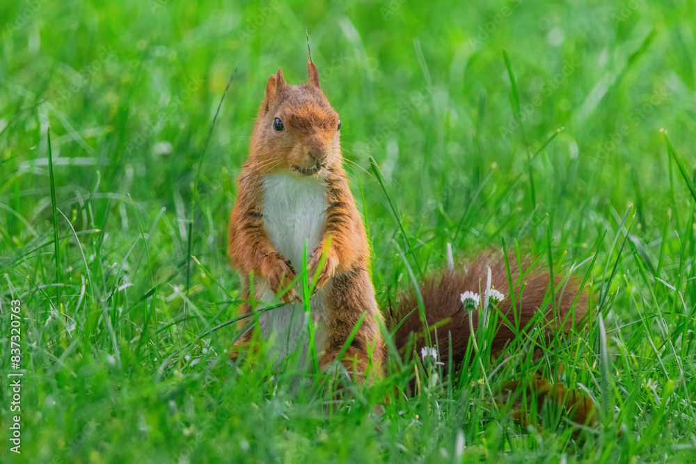cute young squirrel playing on green meadow at park cute young squirrel playing on green meadow at park