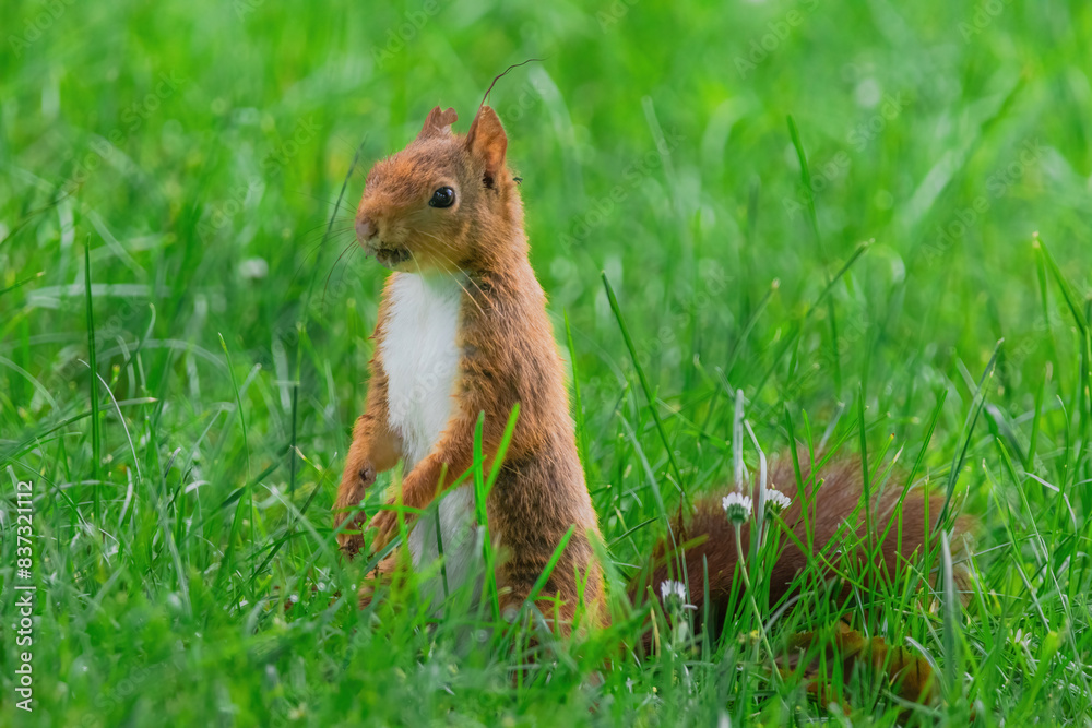 cute young squirrel playing on green meadow at park cute young squirrel playing on green meadow at park