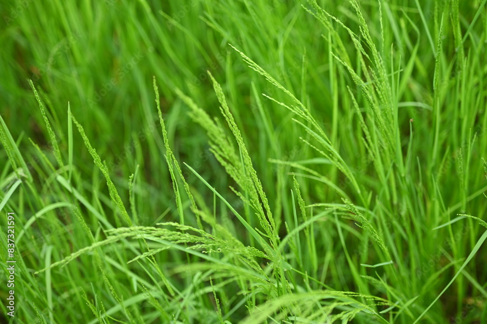 background of green grass, close up of field grass, meadow grass as background background of green grass, close up of field grass, meadow grass as background