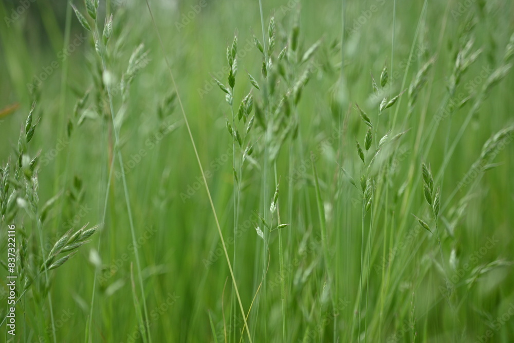 texture green spikelets of field grass close up, texture of green field grass macro texture green spikelets of field grass close up, texture of green field grass macro