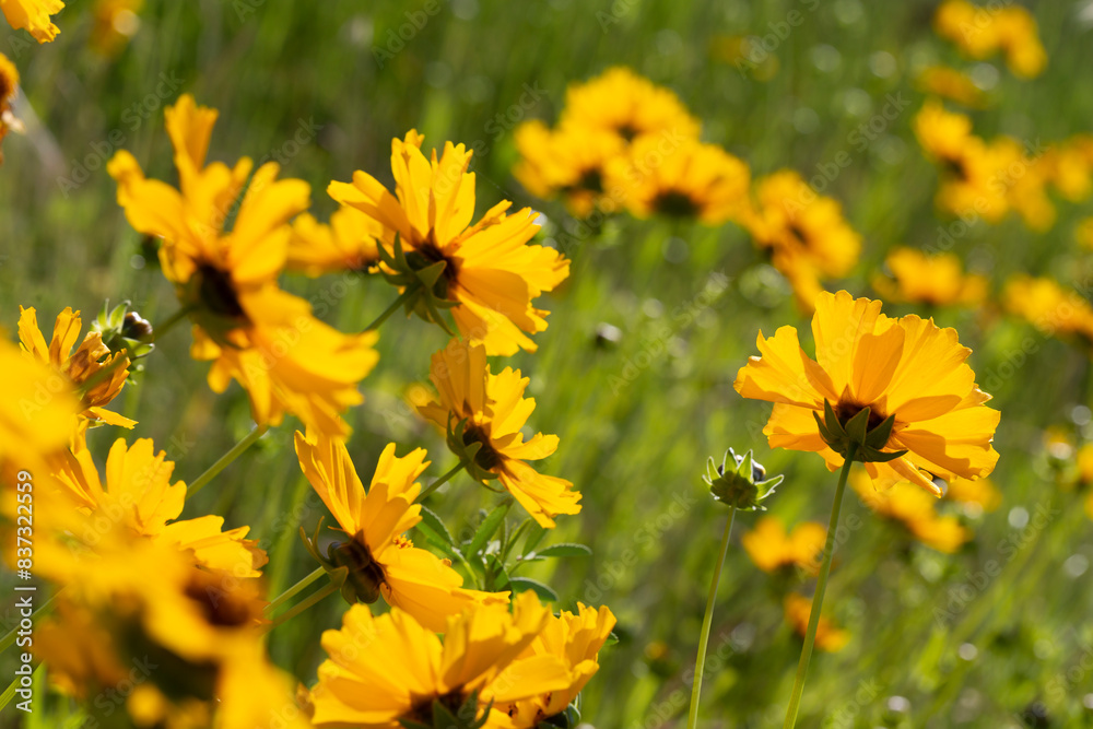 Close up of Coreopsis lanceole. .Coreopsis flower in a garden. Yellow flower on green blurry background. Yellow coreopsis in the summer. Close up of Coreopsis lanceole. .Coreopsis flower in a garden. Yellow flower on green blurry background. Yellow coreopsis in the summer.