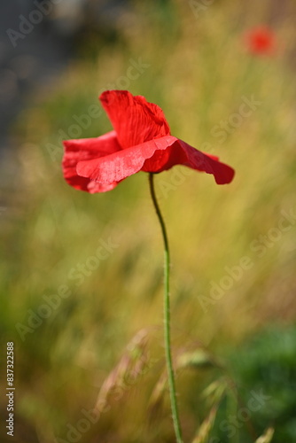 close up of a red field poppy flower, macro red poppy flower 