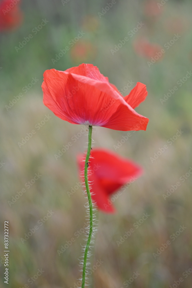 Obraz premium close up of a red field poppy flower, macro red poppy flower 