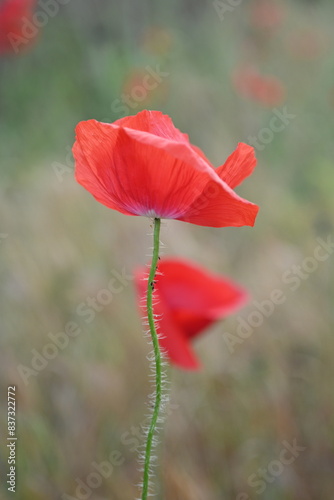 close up of a red field poppy flower, macro red poppy flower 